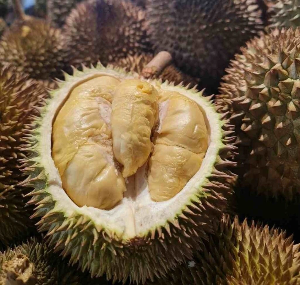Musang King Durian